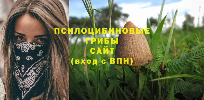 OMG tor  Моздок  Псилоцибиновые грибы Psilocybe  хочу наркоту 