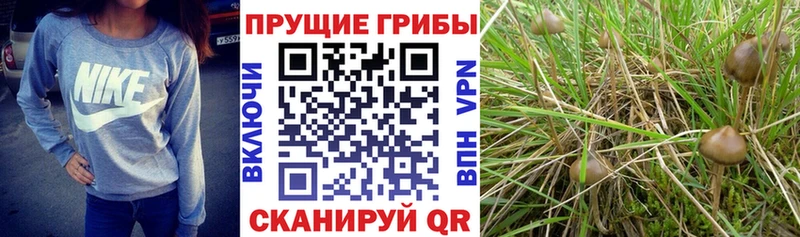 Псилоцибиновые грибы MAGIC MUSHROOMS  даркнет состав  Моздок 